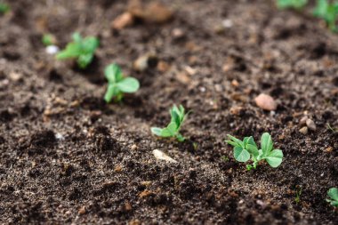 Bahar bahçesinde büyüyen taze bezelyeler.