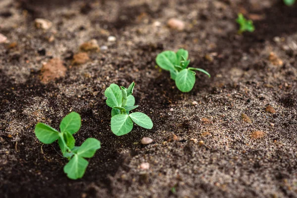 Bahar bahçesinde büyüyen taze bezelyeler.