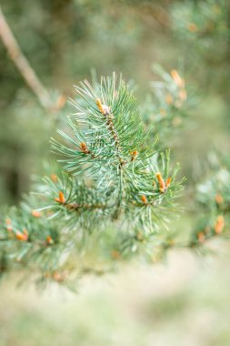 Baharda genç çam dalları.