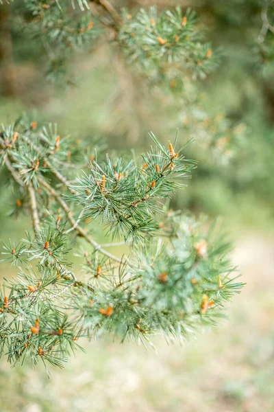 Young Pine Branches Spring — Stock Photo, Image