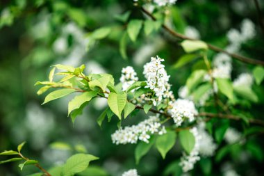 Baharda açan beyaz kuş kirazı