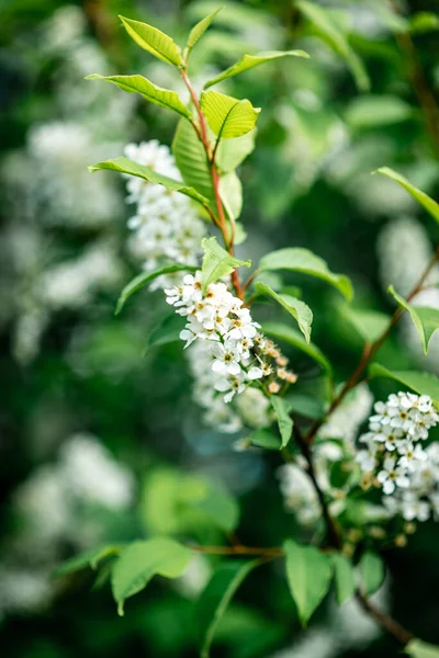 White Bird Cherry Blooming Spring — Stock Photo, Image