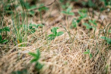 Bahar bahçesinde yetişen genç çilek