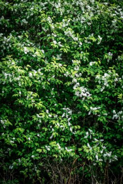 Baharda açan beyaz kuş kirazı