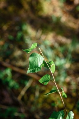 Ormanda bir huş ağacının genç dalları