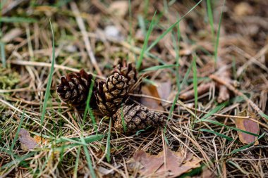 Bahar ormanındaki koniler.