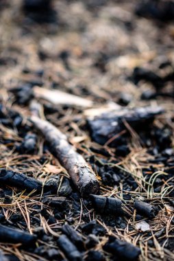 Ormanda ateşten kömür.