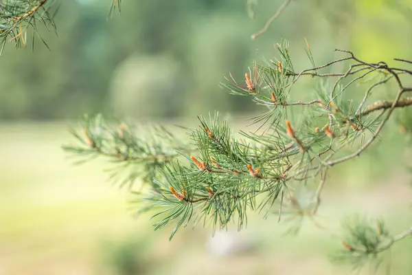 Ramas Pino Jóvenes Con Conos Primavera — Foto de Stock