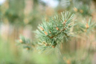 Baharda kozalaklı genç çam dalları.