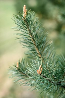 Baharda kozalaklı genç çam dalları.