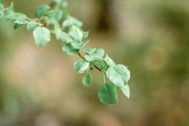 Ormanda bir huş ağacının genç dalları