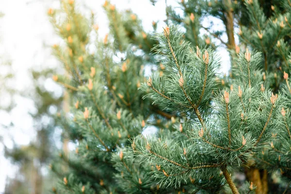 Ramas Pino Jóvenes Con Conos Primavera — Foto de Stock