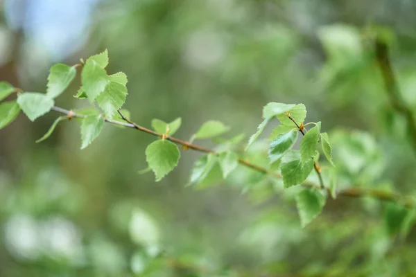 Las Ramas Jóvenes Del Abedul Bosque — Foto de Stock