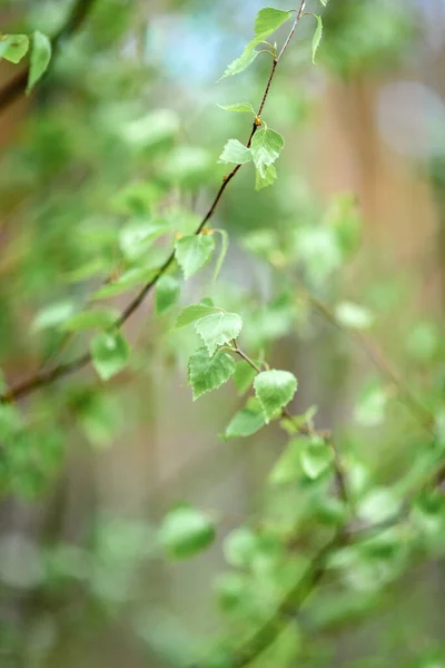 Las Ramas Jóvenes Del Abedul Bosque — Foto de Stock