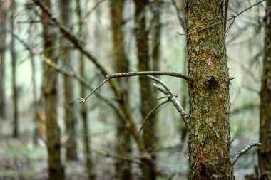 Baharın başında çıplak ağaç.