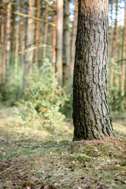 Beyaz Rusya manzarası. Arka planda bahar tarlası ve orman.