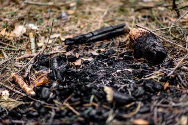 Ormanda ateşten kömür.