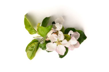 Beyaz arka planda izole edilmiş çiçekli kırmızı elma.