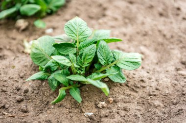 Bahar bahçesinde büyüyen genç patates.