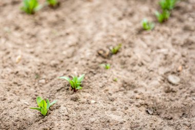 Bahar bahçesinde büyüyen genç pancar