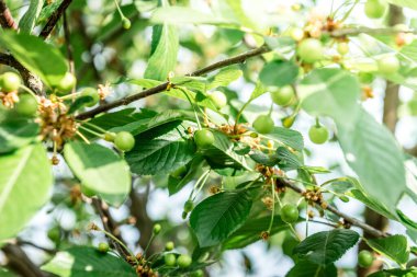 Baharda ağaçta yeşil erik
