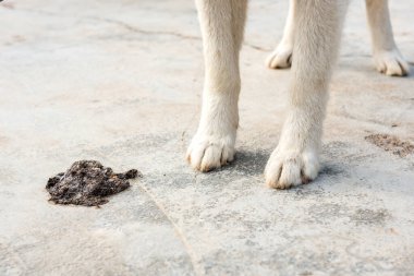 Sokakta köpek kakası..
