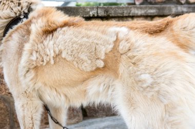 Köpekleri döküyorum. Bahar köpekleri şekillendirme kavramı.