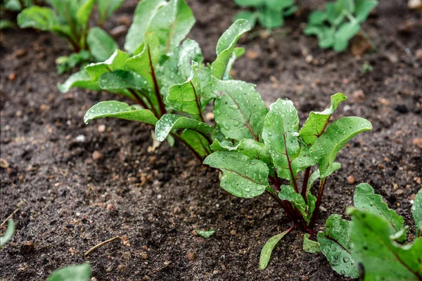 Young beet growing in spring garden