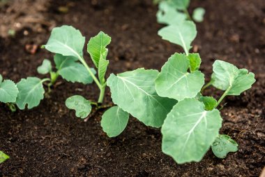 Bahar bahçesinde büyüyen genç lahana