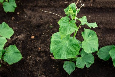 Bahar bahçesinde büyüyen genç salatalıklar..