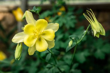 Baharda açan sarı çiçekler.