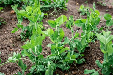 Bahar bahçesinde büyüyen taze bezelye.