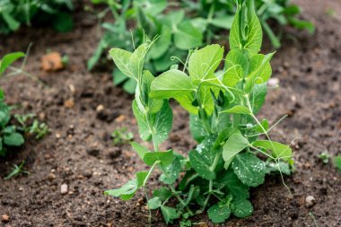Bahar bahçesinde büyüyen taze bezelye.