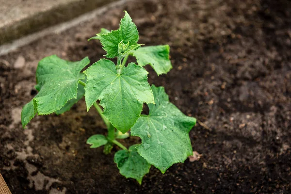 Young Cucumbers Growing Spring Garden — Stock Photo, Image