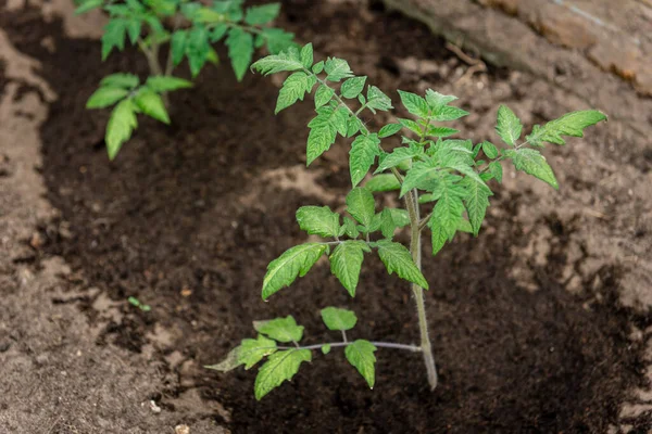 Young Tomato Growing Greenhouse — Stock Photo, Image