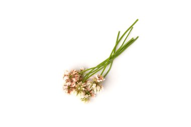 Beyaz arkaplanda beyaz yonca izole edildi.