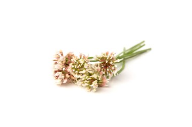 Beyaz arkaplanda beyaz yonca izole edildi.