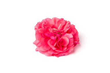 Pembe Gül beyaz arkaplanda izole edildi.