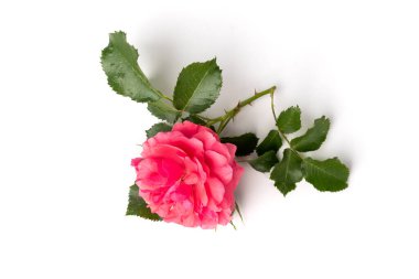 Pembe Gül beyaz arkaplanda izole edildi.