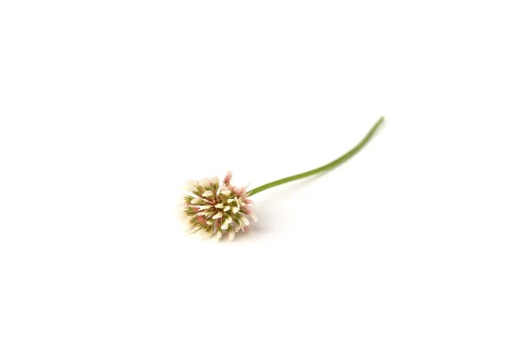 White Clover Isolated White Background — Stock Photo, Image