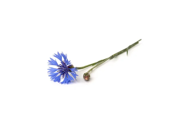 Blaue Kornblumen Isoliert Auf Weißem Hintergrund — Stockfoto