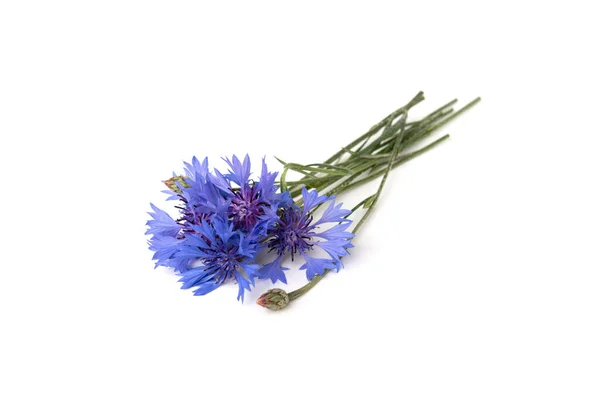 Blue Cornflowers Isolated White Background — Stock Photo, Image