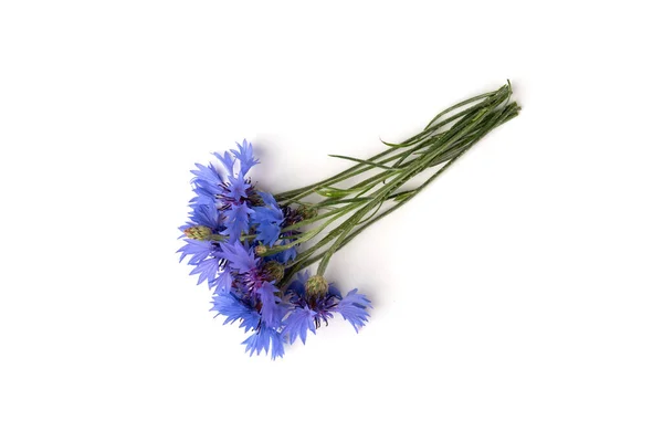 Blaue Kornblumen Isoliert Auf Weißem Hintergrund — Stockfoto