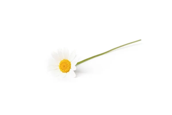 Chamomile Isolated White Background — Stock Photo, Image