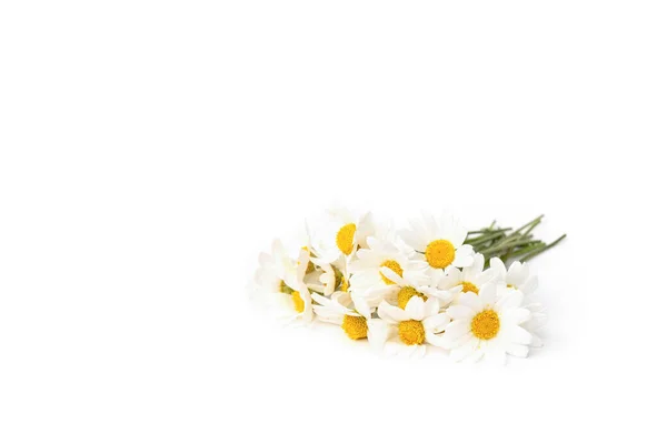 Chamomile Isolated White Background — Stock Photo, Image