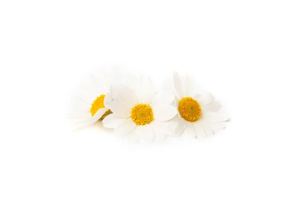 Chamomile Isolated White Background — Stock Photo, Image