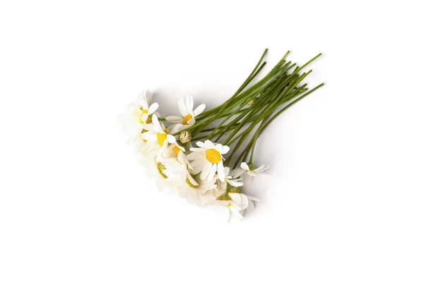 在白色背景上分离的洋甘菊 — 图库照片