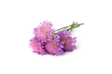 Mor yaz çiçeği beyaz arkaplanda izole edilmiş..