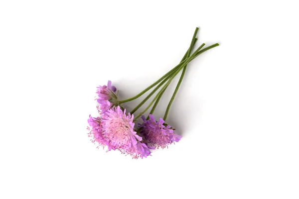 紫色夏季花朵 白色背景隔离 — 图库照片
