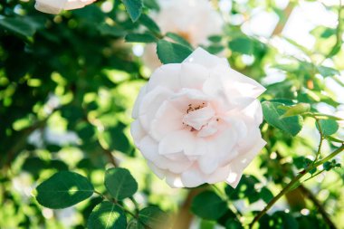 Yaz bahçesinde büyüyen güller.